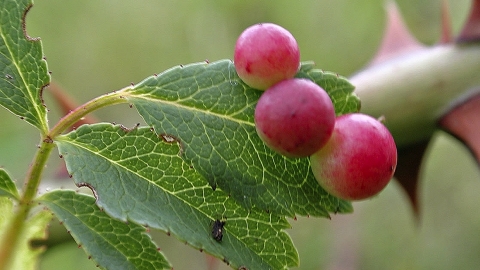 Cherry Gall Wasp