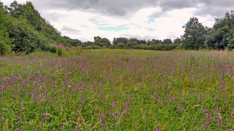 Arable field at Dolydd Hafren