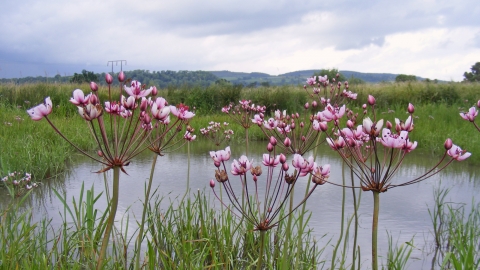 Flowering Rush at Dolydd Hafren Nature Reserve