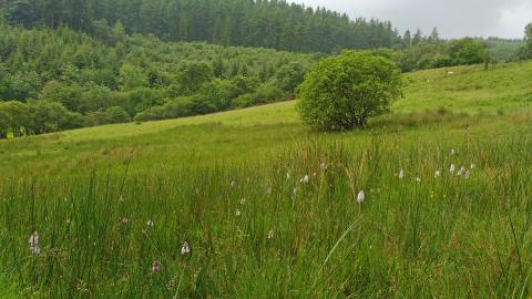 Dyfnant Meadows in summer