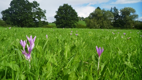 Flowering Autumn Crocus at Llanmerewig Glebe Nature Reserve