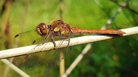 Common Darter at Llandinam Gravels