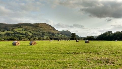 Hay big bales at Llandinam Gravels Nature Reserve