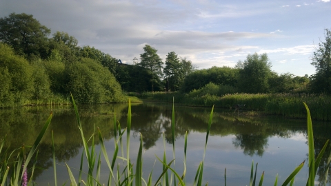 Severn Farm Pond Nature Reserve