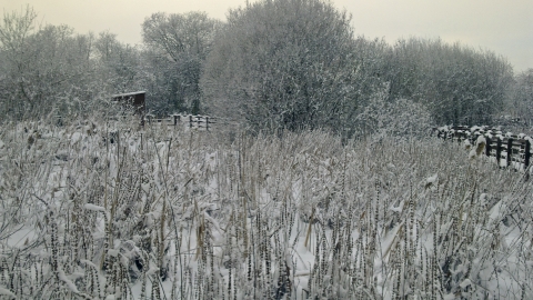 Severn Farm Pond in snow