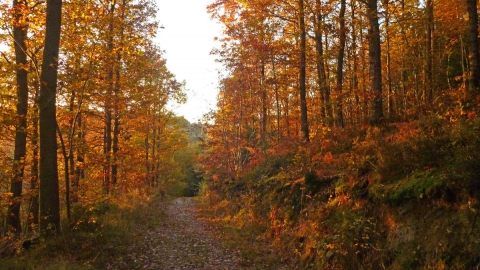 Autumn oak trees in Dolforwyn Woods Nature Reserve