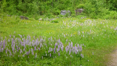 spotted orchids at Llanymynech Rocks Nature Reserve