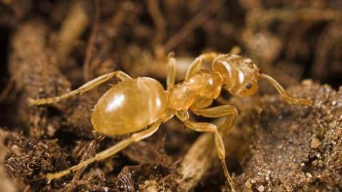 Yellow meadow ant