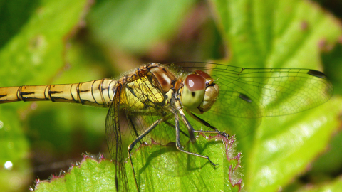 female Common Darter dragonfly
