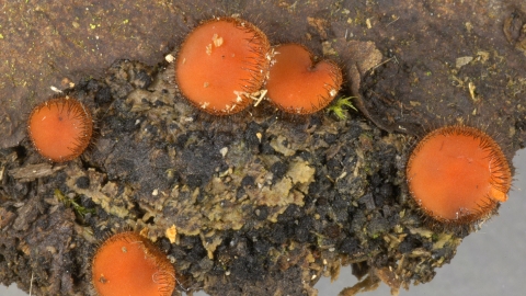 Common eyelash fungus