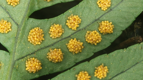 Common polypody