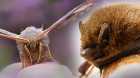 Moth & bat copyright Amy Lewis