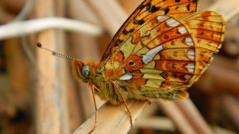 Pearl-bordered Fritillary butterfly copyright Montgomeryshire Wildlife Trust