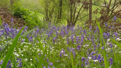 Bluebells & Greater Stitchwort at Cwm y Wydden Nature Reserve