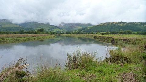 Morfa Dyfi William Condry Nature Reserve in the summer