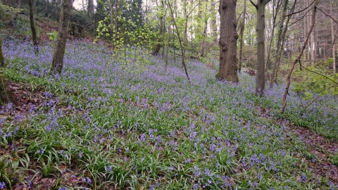 Bluebells in Deri Woods copyright MWT