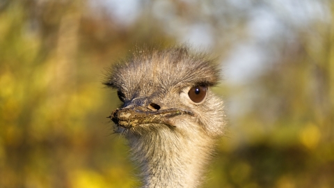 Ostrich