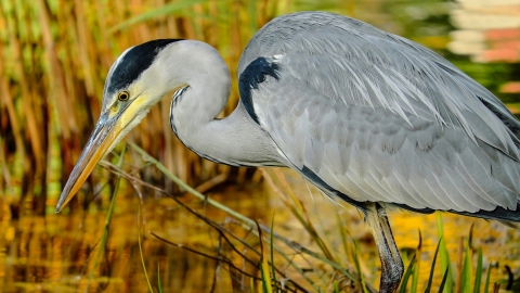 Grey Heron