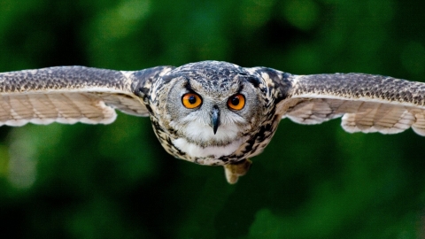 Owl in flight