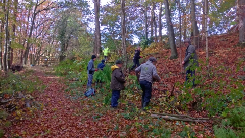 Volunteers coppicing at Dolforwyn Woods copyright Montgomeryshire Wildlife Trust
