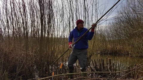 Montgomeryshire Wildlife Trust volunteer coppicing at Pwll Penarth Nature Reserve copyright Montgomeryshire Wildlife Trust