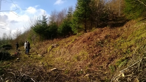 Managing Red Wood Ant habitat copyright Montgomeryshire Wildlife Trust