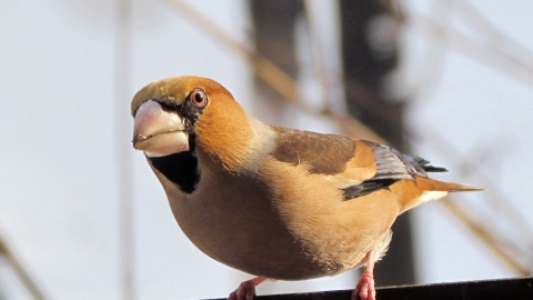 Hawfinch