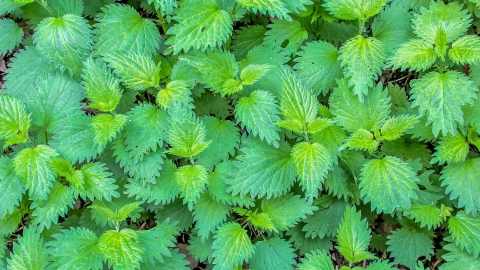 A pretty patch of nettles