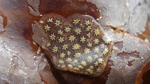 Star ascidian