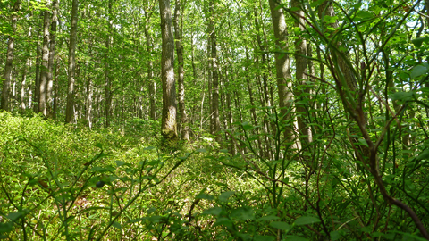 Spring in the western oakwood at Dolforwyn Woods Nature Reserve copyright Montgomeryshire Wildlife Trust