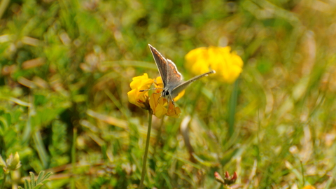 Brown Argus on Horseshoe-vetch