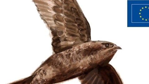 Swift GC photo