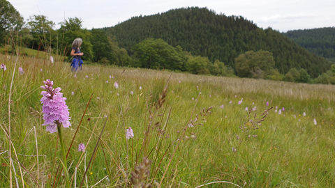 Dyfnant Meadows Nature Reserve, with a person in the background and an orchid in the foreground