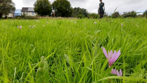 Llanmerewig Glebe with an Autumn Crocus in the foreground