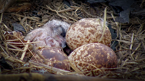 Just hatched osprey chick