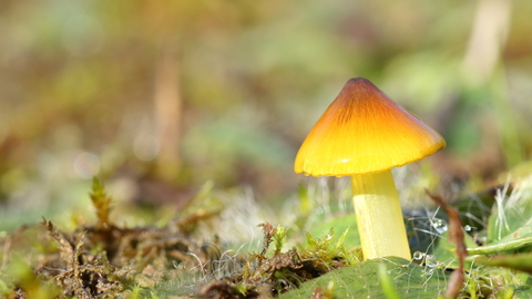 Close-up of a waxcap fungi from the hygrocybe genus