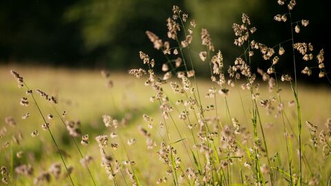 Ross Hoddinott/2020VISION