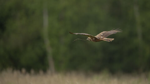 Marsh Harrier flying low