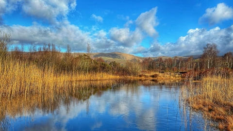 Pool at Cors Dyfi with spring sunshine and reflections