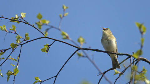 Willow Warbler singing on a branch against a blue sky in spring
