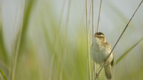 Close up of a Sedge Warbler singing at RSPB Conwy