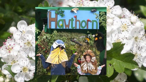 Hawthorn/ Jenny Ogden
