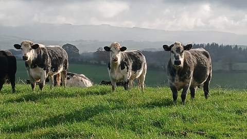 Cows in a Mid Wales field