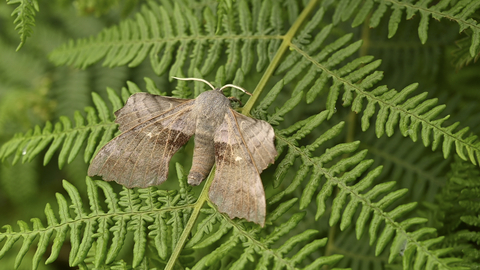 Poplar Hawk-moth - Hannah Zervas