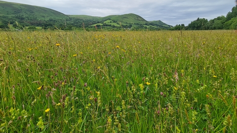 A species-rich meadow, a tapestry of yellow, pink, brown and green, with hills and woodland in the background