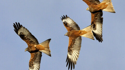 Three Red Kites soaring in the sky