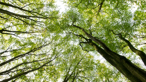 View upwards into the woodland canopy