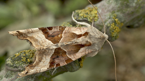 Angle Shades Moth - John Bridges