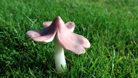 Porpolomopsis calyptriformis - Ballerina Waxcap 