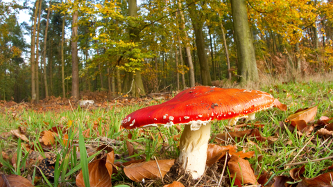 Amanita muscaria - Fly Agaric  Photo Credit: Ben Hall/2020VISION